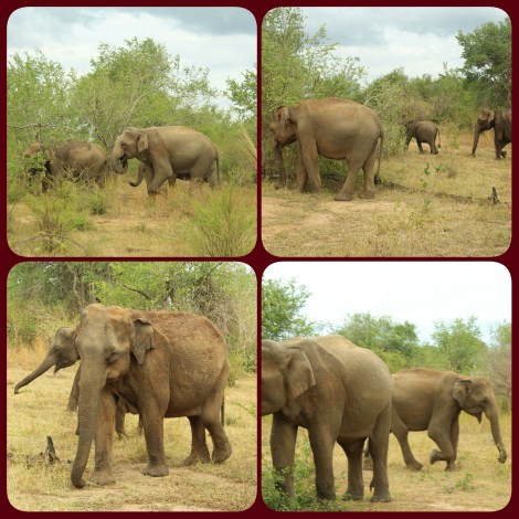 PhotoGrid_1469844192215