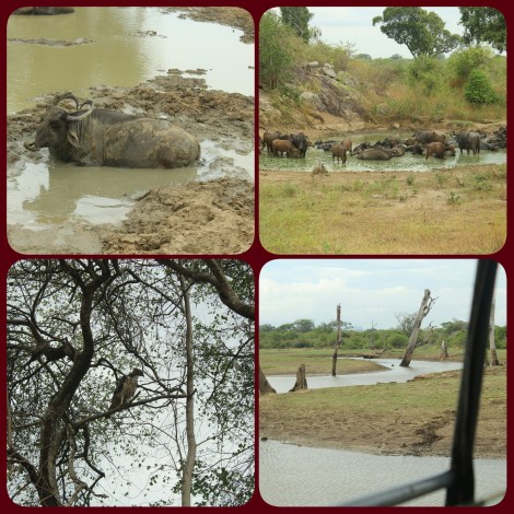 PhotoGrid_1469844361926